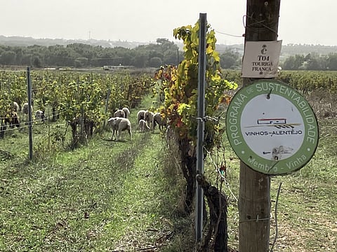 Na Tapada de Coelheiros, em Arraiolos, as ovelhas ajudam a limpar a vinha e estrumam o solo. Foto: Direitos Reservados