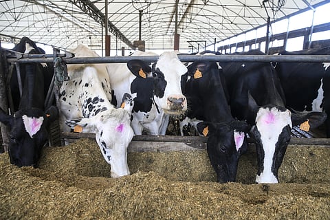 O bem-estar animal é uma das motivações que leva os consumidores a aderir a uma dieta vegetal.
