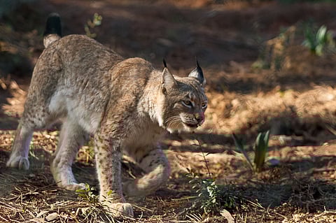 Macho
Fernando Fontes/Global Imagens