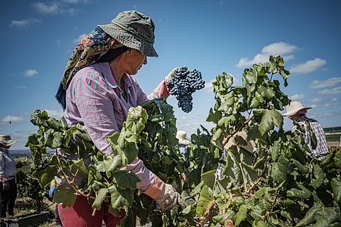 No Douro, a situação avizinha-se mais grave, tendo em conta que os agricultores têm de lidar com o corte no benefício anunciado pelo Instituto dos Vinhos do Douro e Porto.