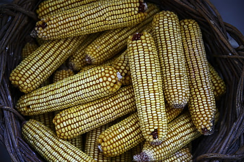 Área cultivada com milho geneticamente modificado diminui 17% em 2023