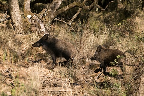 Carlos Manuel Martins/Global Imagens