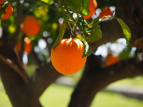 Produção de laranja no Algarve aumentou 4,5% nos primeiros seis meses da campanha
