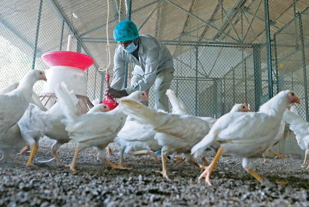 सीएसई का अध्ययन बताता है कि पोल्ट्री फार्म एंटीबायोटिक रजिस्टेंट बैक्टीरिया का भंडार बनते जा रहे हैं (विकास चौधरी / सीएसई)