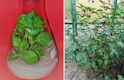 प्रयोगशाला में अश्वगंधा के पौधे का उत्पादन और फील्ड में अश्वगंधा के पौधों का उत्पादन