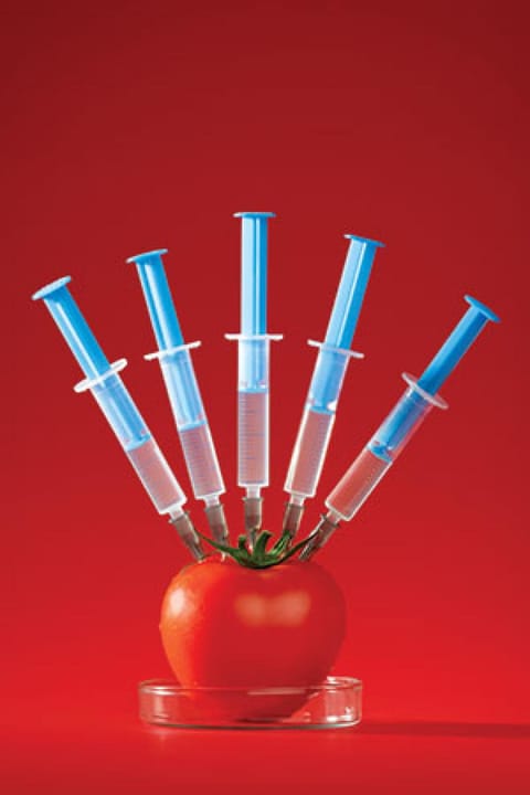 टमाटर के जीन से संक्रमण का बचाव