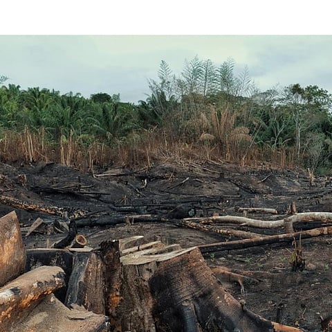 Photo: डाउन टू अर्थ