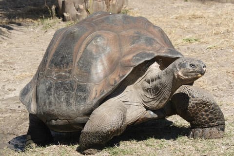 Photo credit: wikipedia