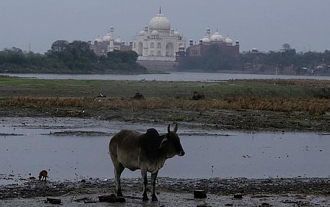 आम दिनों में ऐसे दिखती है ताज महल के पास से गुजर रही यमुना। फाइल फोटो: विकास चौधरी