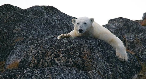 2020 में दर्ज किया गया इतिहास का दूसरा सबसे गर्म मार्च