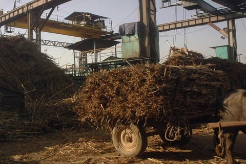 क्या राजनीतिक छत्रछाया में पल रहा चीनी उद्योग पर्यावरण, खाद्य सुरक्षा और स्वास्थ्य के लिए भी है फायदेमंद?