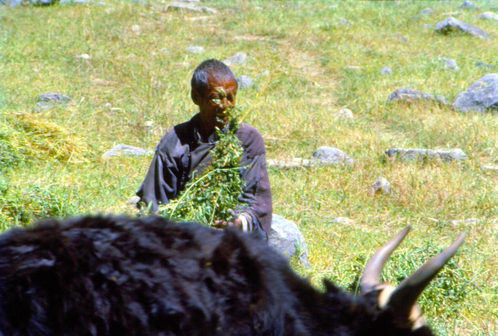 जीएम सोयामील के आयात पर पर्यावरण मंत्रालय को आपत्ति नहीं, विशेषज्ञों ने उठाए सवाल