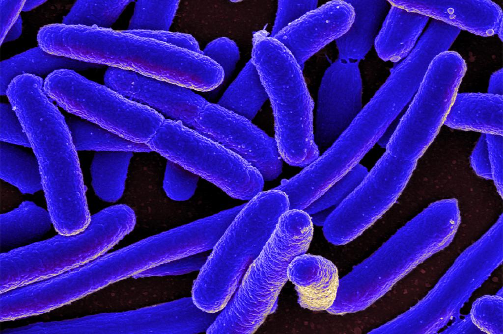 इंजीनियरों ने हानिकारक ई.कोलाई को पानी से हटाने की नई विधि की ईजाद