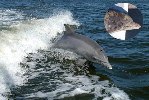 डॉल्फिन की त्वचा के 70 फीसदी हिस्से में हुआ रोग, जलवायु परिवर्तन है जिम्मेवार