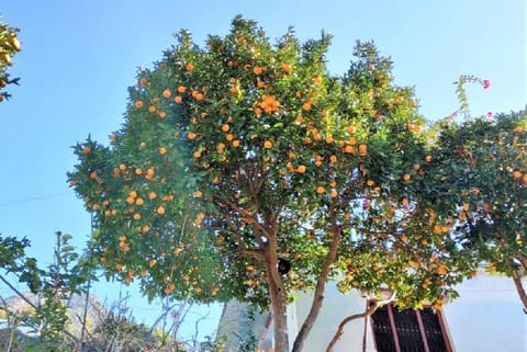 उत्तराखंड के चमोली जिले में पेड़ों में लगा माल्टा। फोटो: वर्षा सिंह