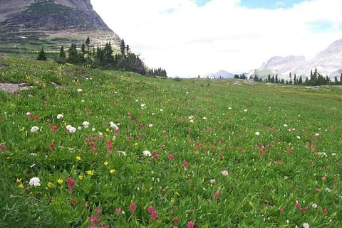 जैव विविधता के संरक्षण योजनाओं को प्रभावित कर रहा है जलवायु परिवर्तन