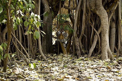 क्या जंगलों और जैवविविधता को बचाने के लिए संरक्षित क्षेत्र घोषित करना ही है काफी