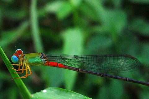 Photo : Wikimedia Commons