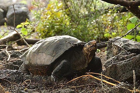 2019 में मिली चेलोनोइडिस फैंटास्टिकस प्रजाति की मादा 'फर्न'; फोटो: गैलापागोस कन्सर्वेंसी