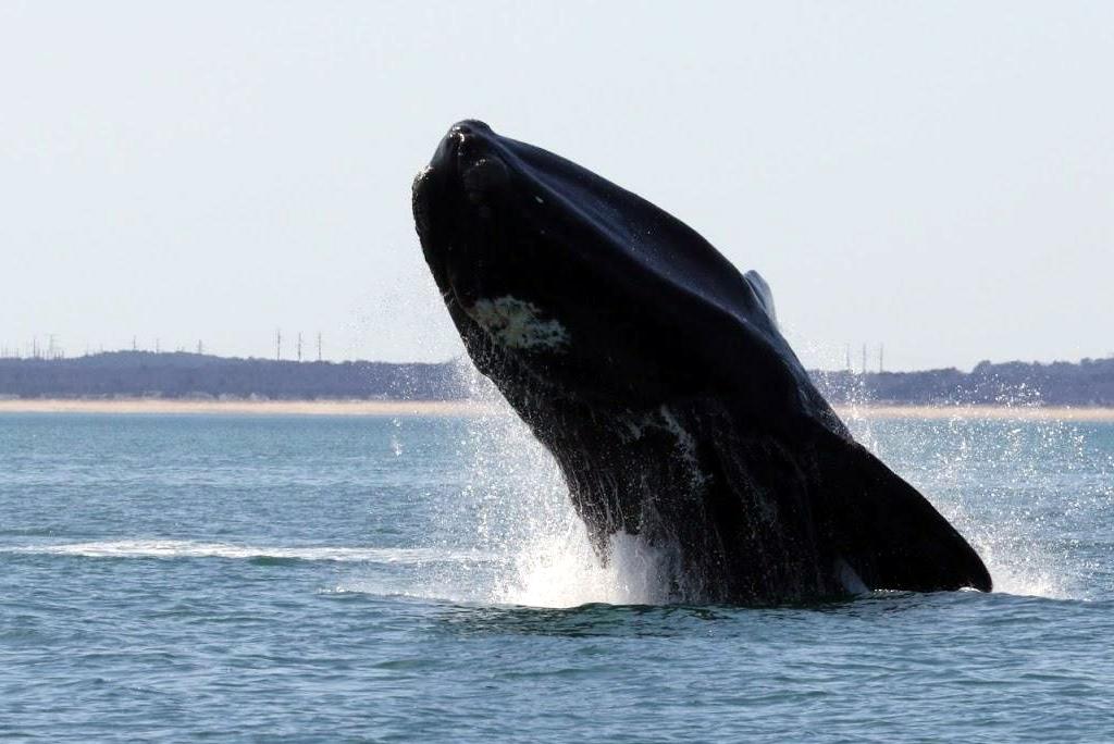 इंसानी हस्तक्षेप के कारण सिकुड़ रहा है नार्थ अटलांटिक राइट व्हेल्स का आकार