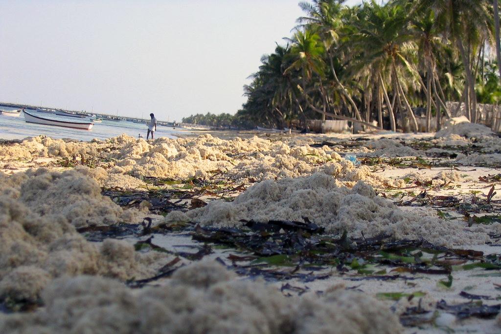 जलवायु परिवर्तन के चलते 0.9 मिलीमीटर प्रतिवर्ष की दर से लक्षद्वीप में बढ़ सकता है समुद्र का जलस्तर