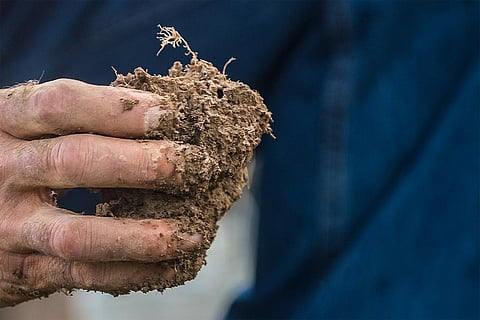 Photo : Wikimedia Commons