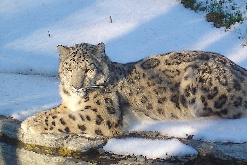 Photo : Wikimedia Commons, Snow Leopard
