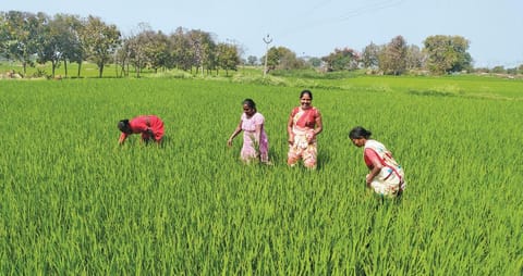 तेलंगाना के करीमनगर जिले के जागीरपाली गांव में जया, चौडामल्ला शमाला, एस बालवा और के लक्ष्मी भूमिका ग्रुप कलेक्टिव द्वारा गठित महिला किसान समूह का हिस्सा हैं और सामूहिक खेती में बढ़ चढ़कर भाग ले रही हैं (फोटो: शगुन कपिल / सीएसई )