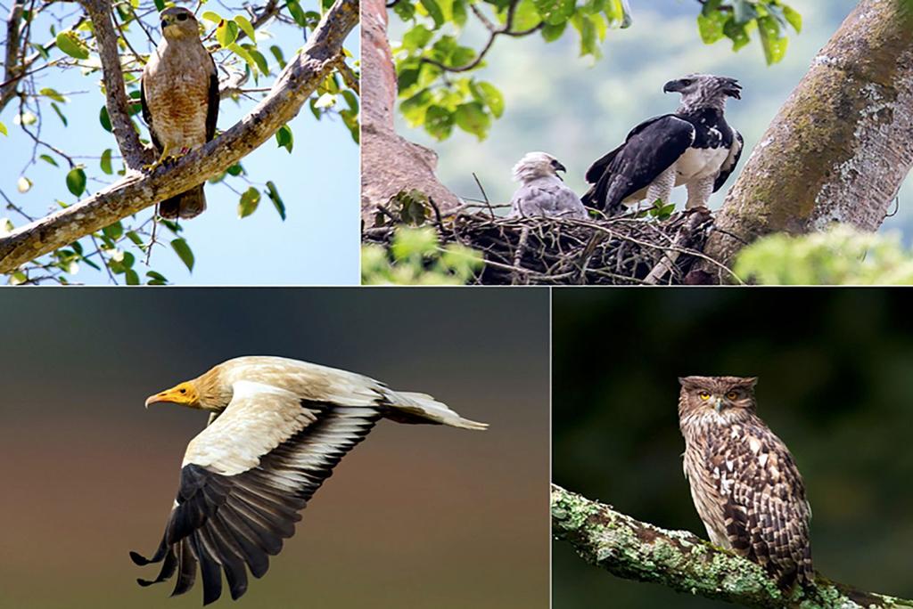 फोटो : जर्नल प्रोसीडिंग्स ऑफ द नेशनल एकेडमी ऑफ साइंसेज