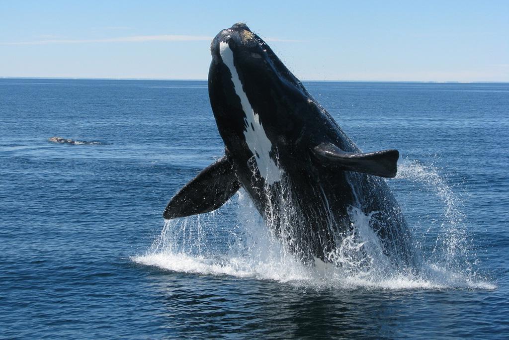 फोटो : विकिमीडिया कॉमन्स