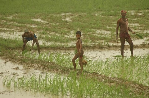 देश में किसानों की तुलना में अधिक खेतिहर मजदूर हैं, और किसान मजदूरी से अधिक कमा रहे हैं। फोटो: अग्निमीर बासु