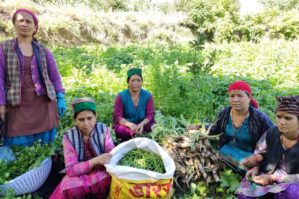 हिमाचल के किन्नौर जिले में प्राकृतिक खेती करने वाली महिला किसान। फाइल फोटो : रोहित पराशर