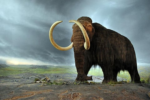 फोटो : विकिमीडिया कॉमन्स