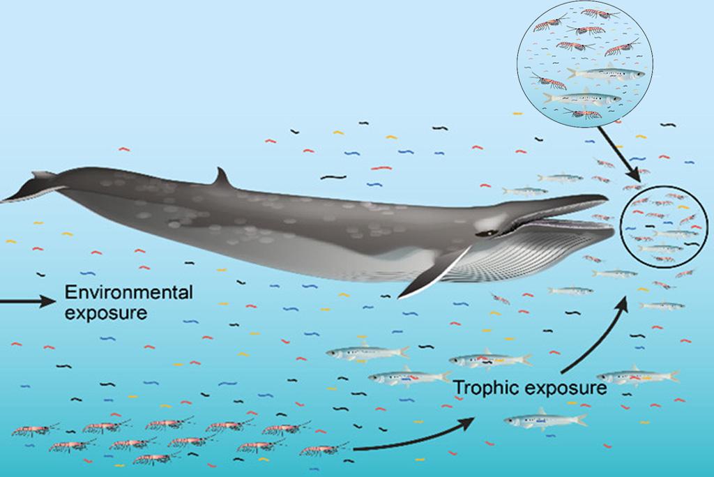 फोटो : साइंस ऑफ़ द टोटल एनवायरनमेंट