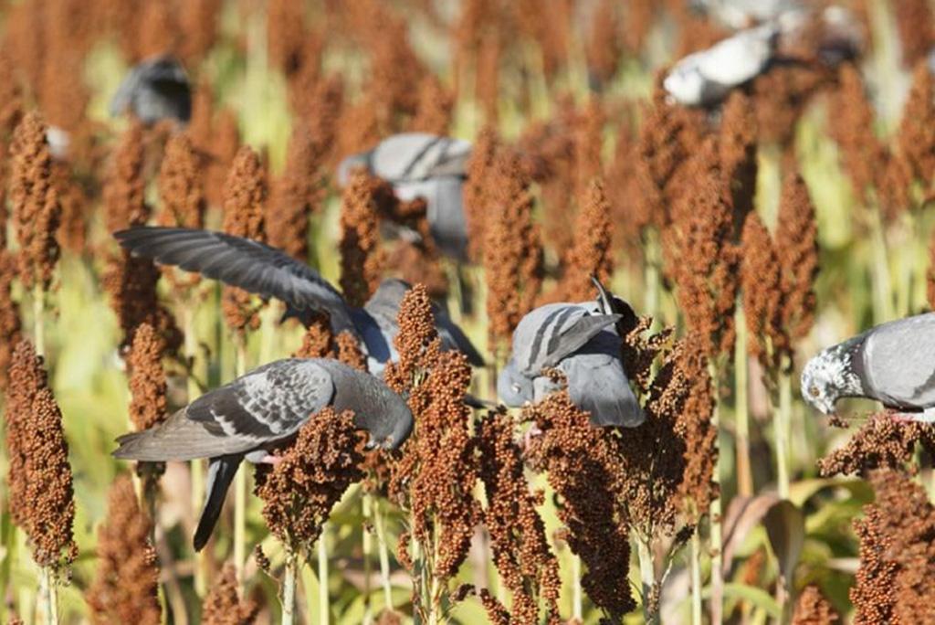 फसलों में रोग बढ़ा रही हैं कुछ पक्षियों की प्रजातियां, खाद्य सुरक्षा पर बढ़ सकता है संकट