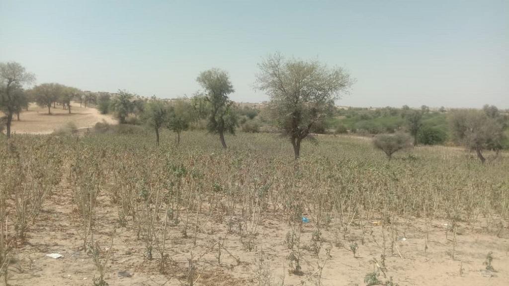 भीषण गर्मी की वजह से राजस्थान के बाड़मेर जिले में झुलसी हुई ईसबगोल की फसल। फोटो: माधव शर्मा