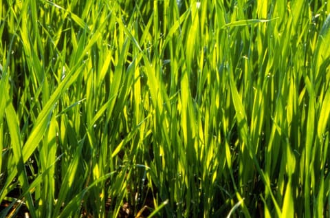 कितने काम की है बेमौसमी गर्मी से जूझते किसानों को 'अतिरिक्त सिंचाई' की सलाह?