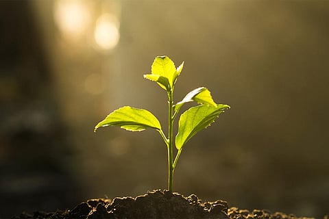 दुनिया भर में घट रही है नाइट्रोजन, शोधकर्ताओं ने कारणों का पता लगाया