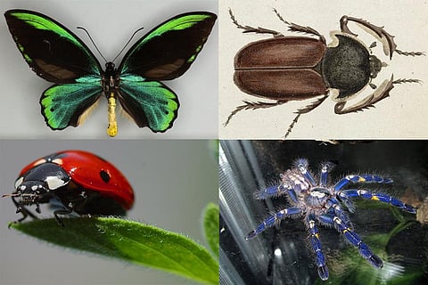 अवैध तरीके से ऑनलाइन बेचे जा रहे हैं दुर्लभ कीड़े और मकड़ियां