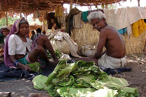 वृक्षों के आवरण में वृद्धि से 100 करोड़ हेक्टेयर क्षेत्र में बढ़ सकती है कृषि उत्पादकता: एफएओ रिपोर्ट