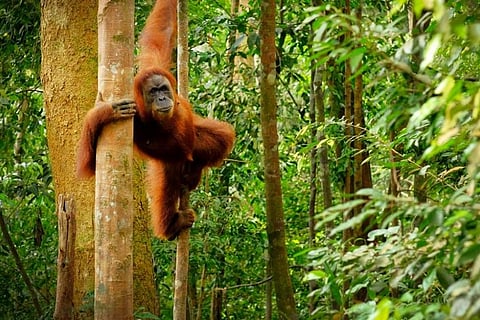 जैव विविधता को बचाने के लिए धरती के 44 फीसदी हिस्से को करना होगा संरक्षित