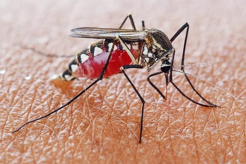 घातक बीमारियों को फैलाने वाले आक्रामक मच्छरों की निगरानी के लिए लॉन्च हुआ डैशबोर्ड