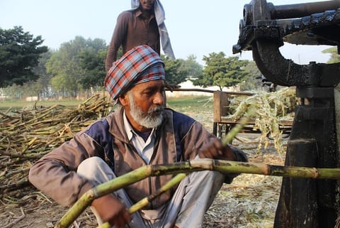 गन्ने के अपशिष्ट से चीनी का विकल्प तैयार करने की नई तकनीक