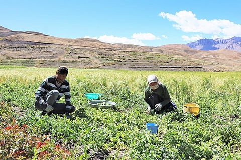 हिमाचल प्रदेश के शीत रेगिस्तान क्षेत्र स्पीति में इन दिनों हरी मटर की पैदावार होती है। फोटो: रोहित पराशर