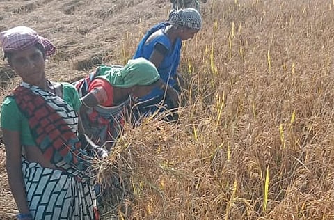छत्तीसगढ़ के रायगढ़ जिले के किसान इस बात से नाराज है कि उनकी धान की फसल काली पड़ गई है। फोटो: राजेश त्रिपाठी