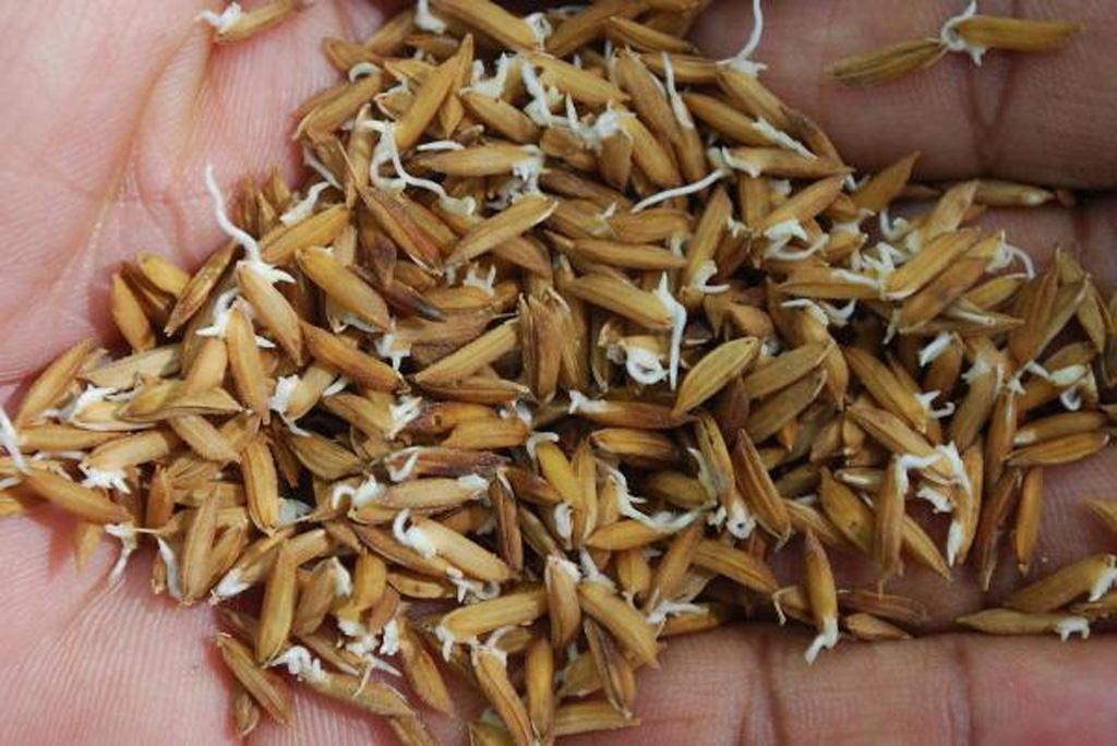 वैज्ञानिकों ने धान और गेहूं की फसल में समय से पहले अंकुरण का खोजा समाधान