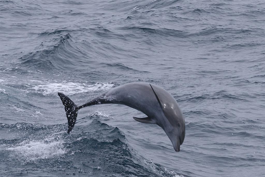 फोटो साभार : विकिमीडिया कॉमन्स, ग्रेगरी "स्लोबर्डर" स्मिथ