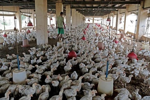 बोकारो के सरकारी पोल्ट्री फार्म में एवियन इन्फ्लुएंजा रोग की दस्तक