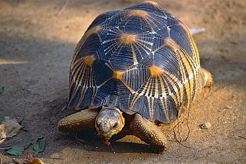 फोटो साभार : विकिमीडिया कॉमन्स, बर्नार्ड ड्यूपॉन्ट