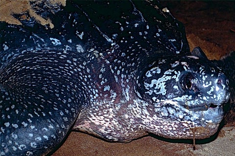 फोटो साभार : विकिमीडिया कॉमन्स, बर्नार्ड ड्यूपॉन्ट, लेदरबैक कछुआ